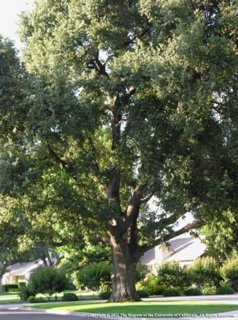 Urban landscapes provide many benefits. For instance, trees such as this coast live oak lessen noise, can provide energy savings, and absorb and store carbon. Photo by Katherine Jones.