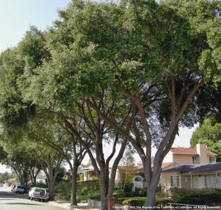 Oak trees in urban and natural settings throughout California are at risk of dying from the GSOB. Please do what you can to limit the spread of this destructive pest. Photo by K. Jones.