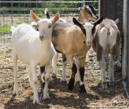 The UC Davis Dairy Research and Information center has many resources, including those for goat dairy foods. Photo by Michael L. Poe.