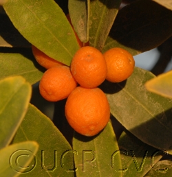 Kumquats are also hosts of ACP and HLB.  Photo from UCR Citrus Variety Collection.