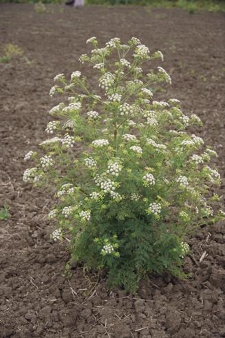 Poison hemlock, conium maculatum, located in or near fields that harbor the virus can cause disease in celery. Photo by Joseph M. Ditomaso.
