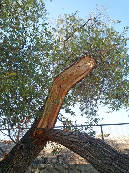 Broken branch