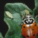 The lady beetle is a natural enemy of aphids