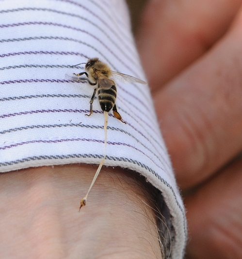 Stinging bee
