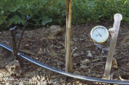 Metal tensiometer with vacuum pressure gauge in soil adjacent to young trunk and microirrigation sprinkler emitter