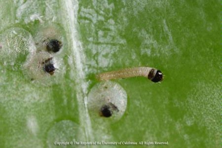 Black head stage of codling moth egg and a newly hatched codling moth larva.