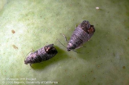 Two adult codling moths resting on surface of Bartlett pear