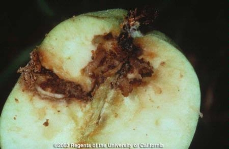 Codling moth larvae bore into the center of fruit; they are cream colored with a brown head