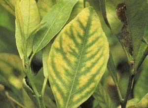 Yellowing of leaves is one symptom of 