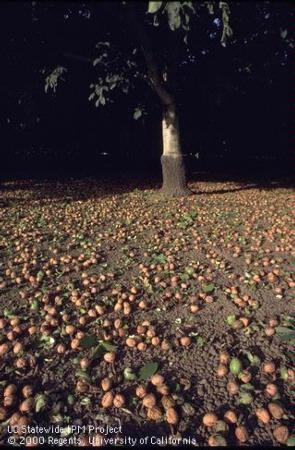 Walnuts on the ground ready for harvest. Photo by Jack Kelly Clark