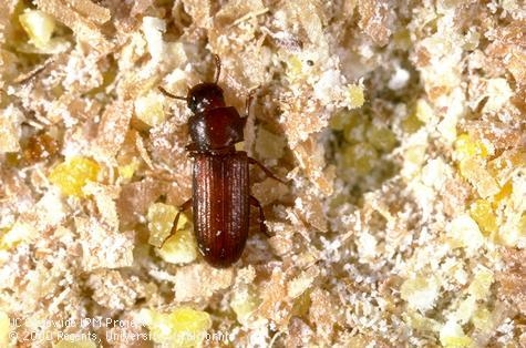 Adult red flour beetle