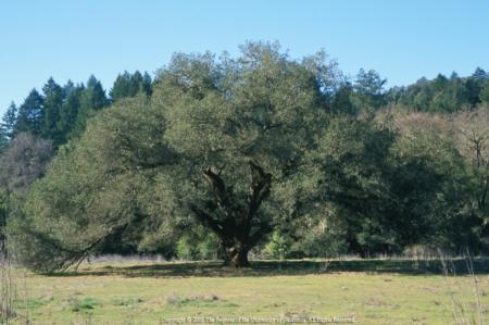 Coast Live Oak (Quercus agrifolia)