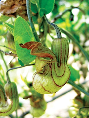 Aristolochia californica California pipevine
