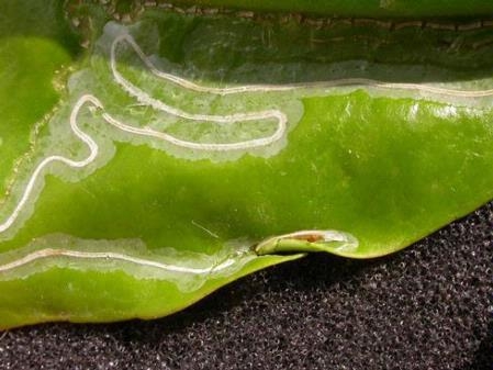 Winding pale tunnel beneath upper surface of a leaf with pupa visible at end of mine in a rolled leaf edge. Photo by David R. Haviland.