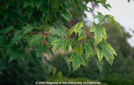 A common symptom of plants growing in alkaline soil is interveinal chlorosis on young foliage. This is due to unavailability of iron, zinc, or manganese at alkaline pH.