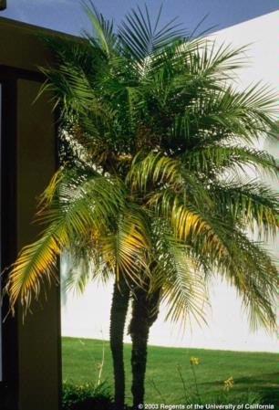 Magnesium deficiency symptoms in pygmy date palm (Phoenix roebelenii). As typical for magnesium deficiency in palms, the ends of these fronds are bright yellow. Photo by Donald R. Hodel.