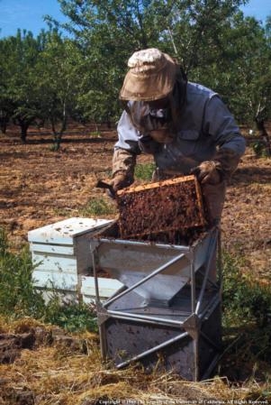 Honey bee production is part of California’s commercial agricultural industry.