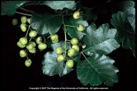 Pacific poison-oak (Toxicodendron diversilobum) fruit. Photo by Joseph DiTomaso.