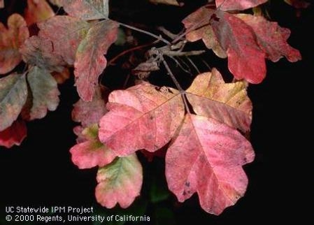 Red autumn coloration of poison oak, Toxicodendron diversilobum. Photo by Jack Kelly Clark.