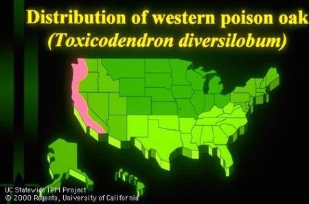 Distribution of western poison oak, Toxicodendron diversilobum, in the United States is shown in pink. Photo by Jack Kelly Clark.