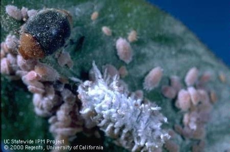 IPM relies in part on natural predators such as the adult and larva of mealybug destroyer feeding on citrus mealybug. (J.K. Clark)