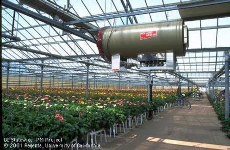 An inside look at a gerbera greenhouse in Ventura County. Heaters and fans are used for temperature and humidity control. (photo by J.K. Clark)