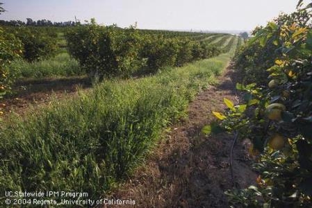 Using cover crops can reduce soil erosion. Photo by David Rosen.