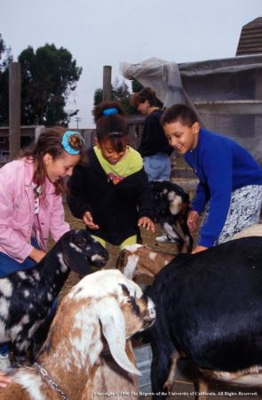 4-H provides a wide variety of opportunities for learning, including livestock projects. Photo by Jack Kelly Clark.