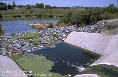Storm water runoff drain discharging into riparian vegetation adjacent to Southern California urban landscape. Education in environmental issues can lead to cleaner communities. (J.K. Clark)