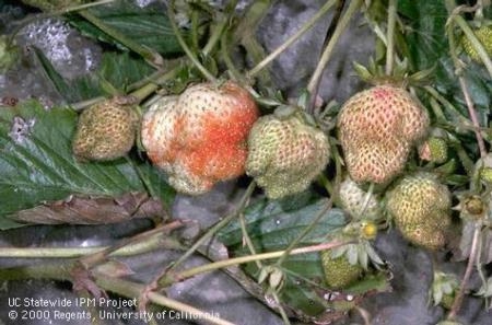 Strawberries deformed from lygus bug feeding. Photo by Jack Kelly Clark.