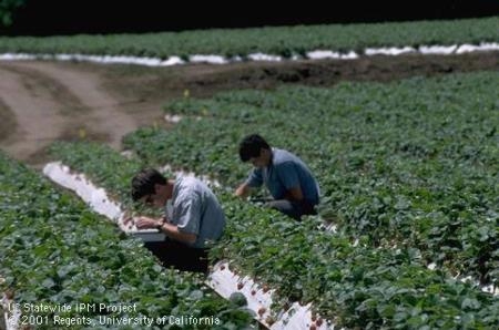 Graduate students check lygus biocontrol plots in strawberry field. Photo by Jack Kelly Clark