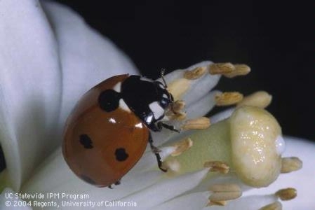 Sevenspotted lady beetle adult on citrus blossom. Photo by David Rosen.