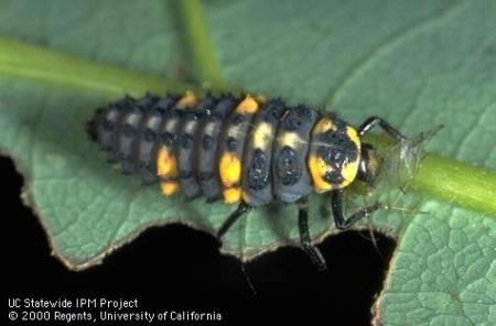 Sevenspotted lady beetle larva eating an aphid. Photo by Jack Kelly Clark.
