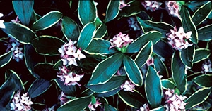Daphne odora 'Aureomarginata' has shiny variegated leaves, requires little maintenance and intensely fragrant flowers perfume cool winter air. Photo from UCD Arboretum All-Stars website.