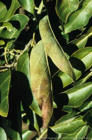 Frost damage to avocdo foliage. This reddish brown discoloration or scorched appearance on the underside of leaves commonly develops after frost damage. Photo by David Rosen.