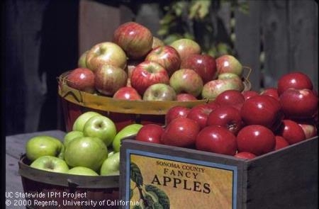 There are hundreds of apple varieties, and some varieties have several strains, each with its own characteristics. It is best to plant apple trees during January, February, or March.