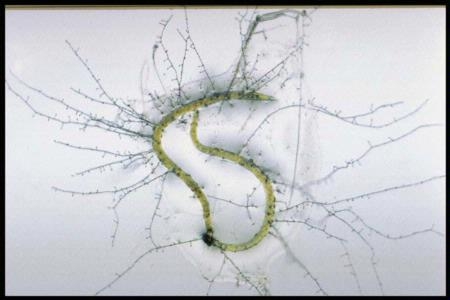 Many naturally occurring microorganisms help to control plant pathogens. The fungus Hirsutella rhossiliensis has killed this cyst nematode (Heterodera sp.).  Photo by J.K. Clark.