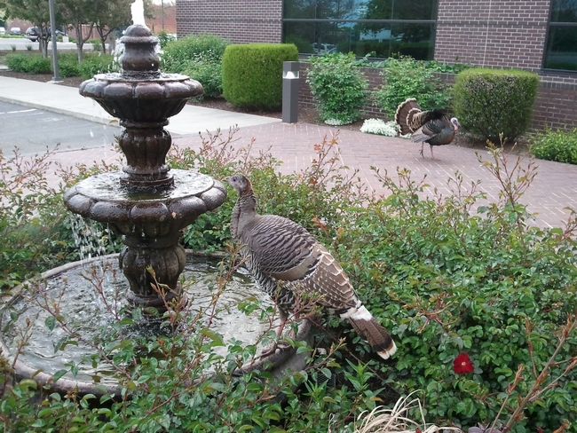 Image: Two Turkeys, one standing on a fountain getting a drink of water. A male turkey in the background strutting showing a full bloom of feathers.