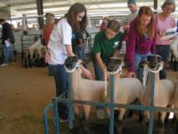 countywide sheep project