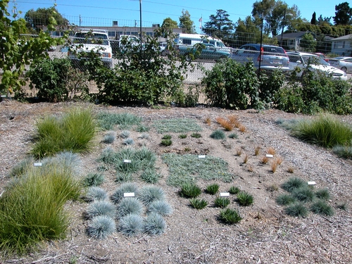 Uc Master Gardeners, Drought Tolerant Ground Cover Zone 9